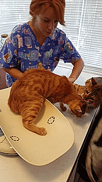 pangur-and-grim:why-animals-do-the-thing:xdixonxgrimesx:tastefullyoffensive:thenatsdorf:Hero cat sav