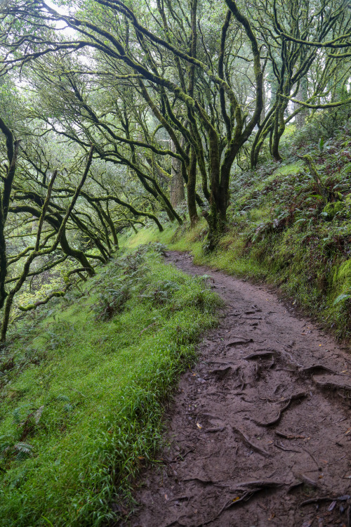 steepravine: Wet Path Through Wild Bay Trees (Marin, California - 8/2016)