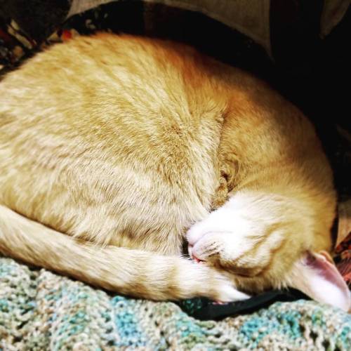 thesteampunkbuddha: Sweet sleepy Hemi kitty @mostlycatsmostly #catsagram #caturday