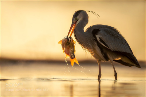 Heron by info373