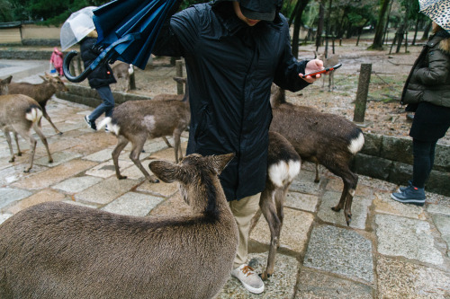 To Nara.Canon 5D & 24-105mm f/4L. Dec, 2016.