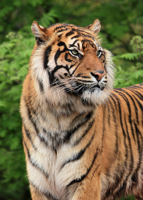idealizable:  Sumatran Tiger by Mark Butcher on Flickr 