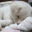 snoozzzi