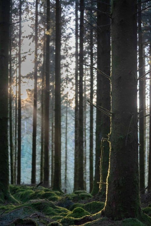 stephenearp:Spring evening in the forest