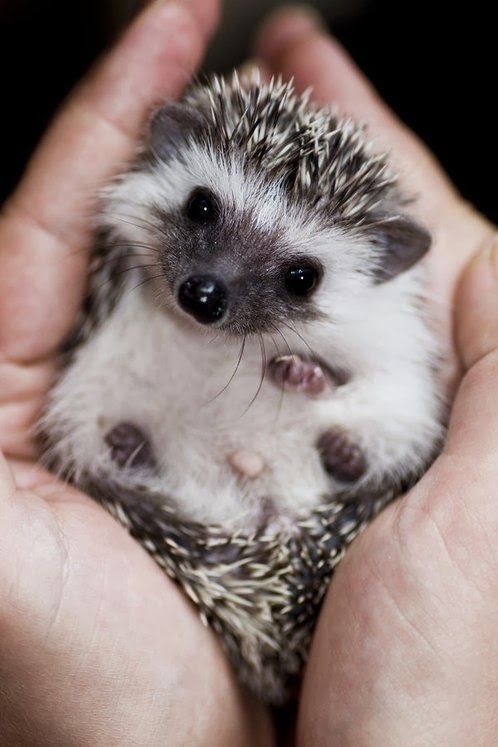 cuteanimalspics:  Such a handful. 