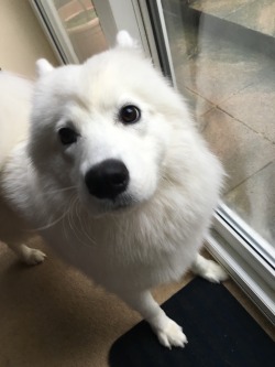 cloudthesamoyed:  ✨ 