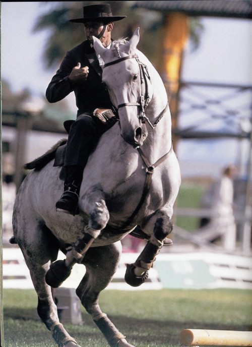 OxidadoXaquiro x CocaLusitano, Stallion15.3hhBorn 1994