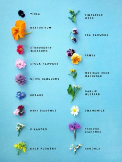 witchkitch: Edible Flowers and Their Properties