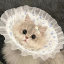 calico-kitty-sparkle