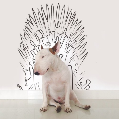 A bullterrier named Jimmi Choo starring in funny illustrations by Rafael Mantesso