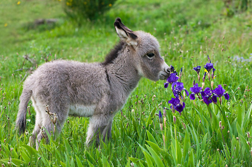 awwww-cute: New Born Jesus Donkey,they call them that because they have a black cross on their backs