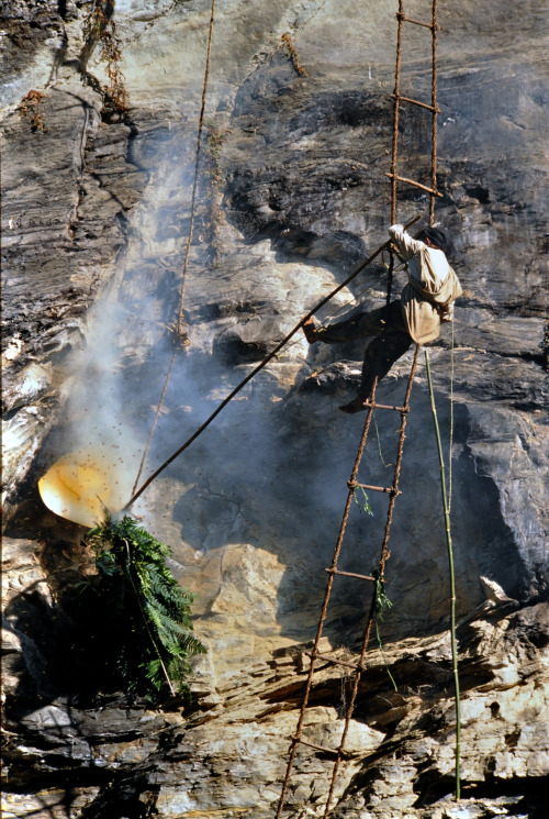 parkjongwoo: Gurung tribes honey hunter collecting honey from the vertical cliff. - Annapurna Himal,