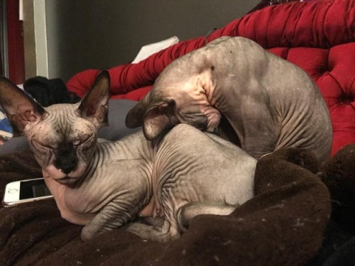 How would you caption this??#shaisphynx #captionthis #shaisphynxfamily #sphynx #sphynxcat #sphynxo