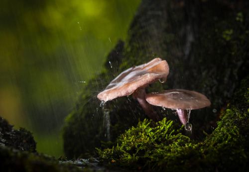 Splash [Explored] by jellyfire on Flickr.