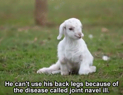 huffingtonpost:  This baby goat as won the internet and our hearts. Try not to tear