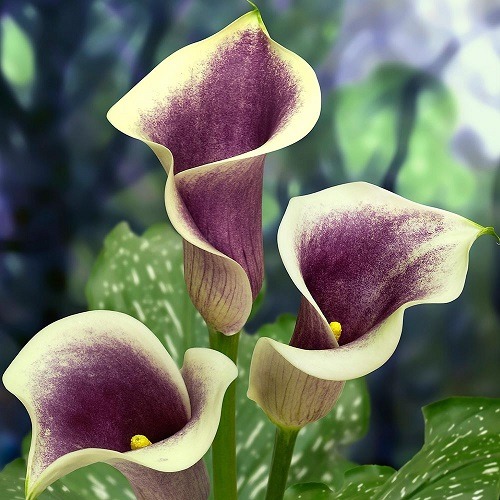    Calla lily    Zantedeschia Picasso  http://www.bloomz.co.nz/Products/Zantedeschia/Breeding