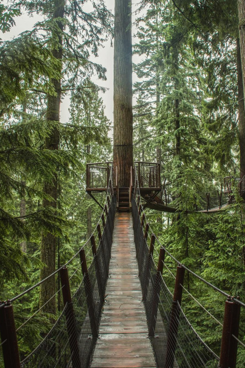 banshy: Capilano Suspension Bridge Park // Chloe Hibbert