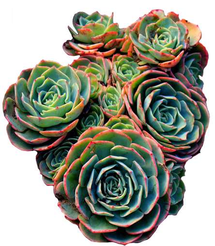 transparent-flowers:  Lovely succulents. Jovibarba heuffelii. 