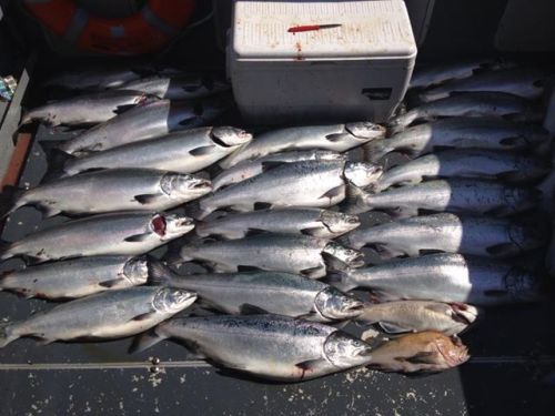 Silvers ahoy! Via Saltwater Excursions out of Whittier.