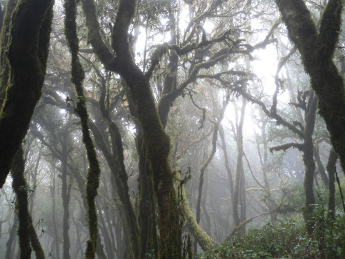 Parc national de Garajonay, La Gomera, Canarias by Bernard Renard