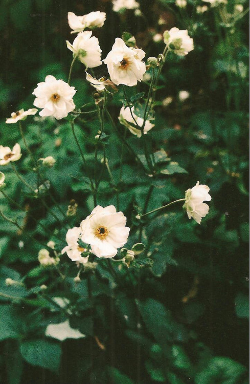 hanaonfire.tumblr.com/post/113988740748/