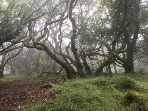 90377:Muir Woods by Robert Smith