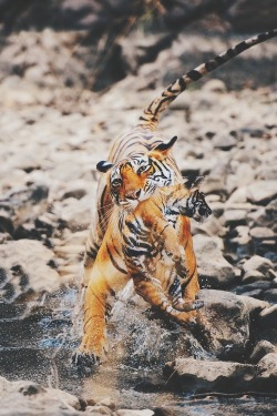 umq:  tigress with her cub by (kpkrishnan)