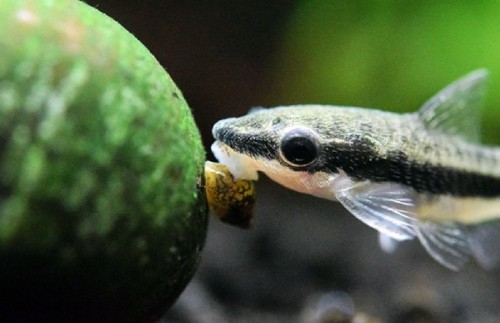 nudatus: Otocinclus are the absolute cutest!