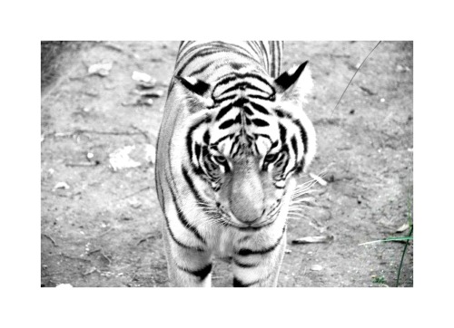 lustern:  d-rifted:  im obsessed with tigers, is dat right   ugh same  