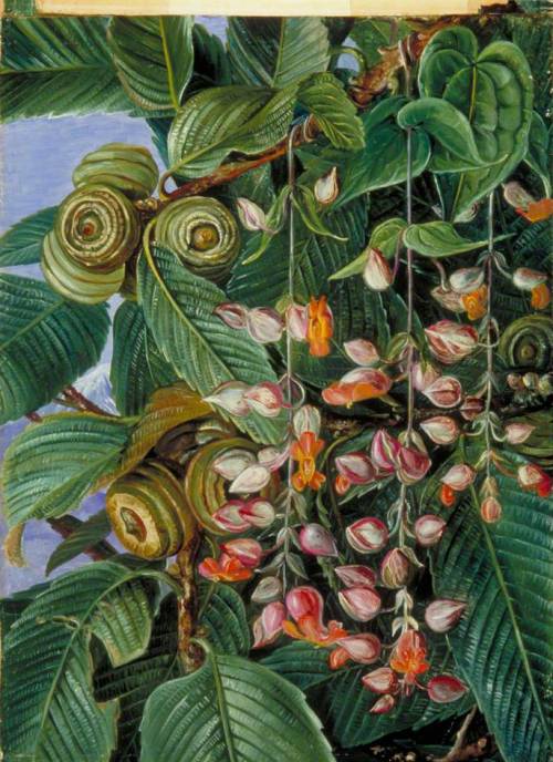 artist-marianne-north:A Darjeeling Oak Festooned with a Climber, 1878, Marianne North