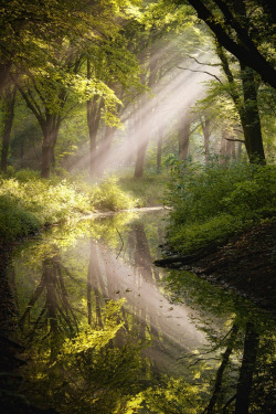 woodendreams:  by Jeroen Oosterhof