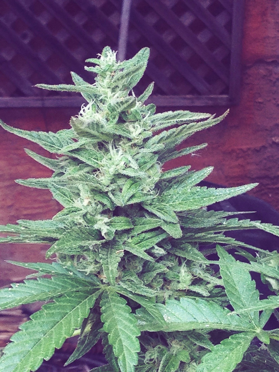 bluediamond-og:  Barry’s lil sour D plant 💚