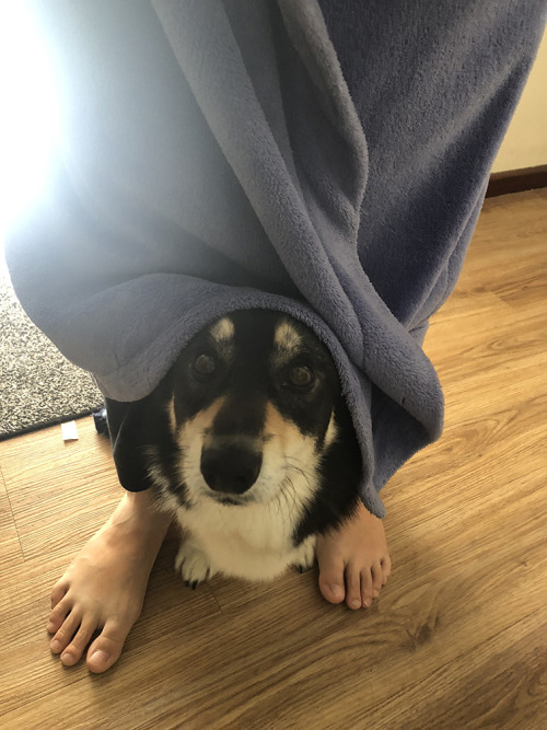 halleythecometcorgi
