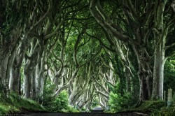superbnature:  The Dark Hedges by PatrickMcCullagh http://ift.tt/1qXLLwl