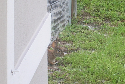   sat out at my front door for a while after the rain and then spotted this little guy staring at me behind the corner of the wall haha