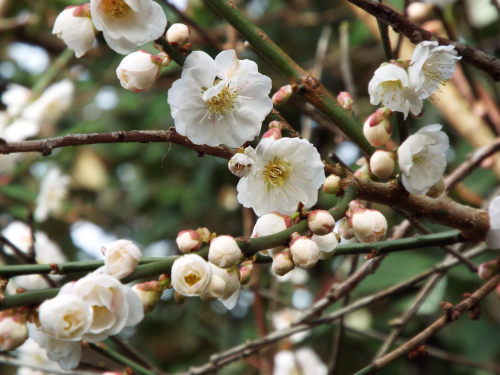 english-idylls: Blossom in Cambridge Botanical Gardens by Ruth Kenyon.