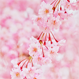 ryeou:  sakura (by 紅襪熊) 