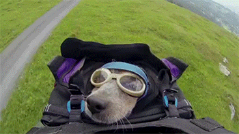 happyhagfish:  sizvideos:  World’s First Wingsuit BASE Jumping Dog - Video  the dog isn’t like “THAT WAS SO MUCH FUN” the dog is like “I’M SO GLAD YOU’RE ALIVE” 