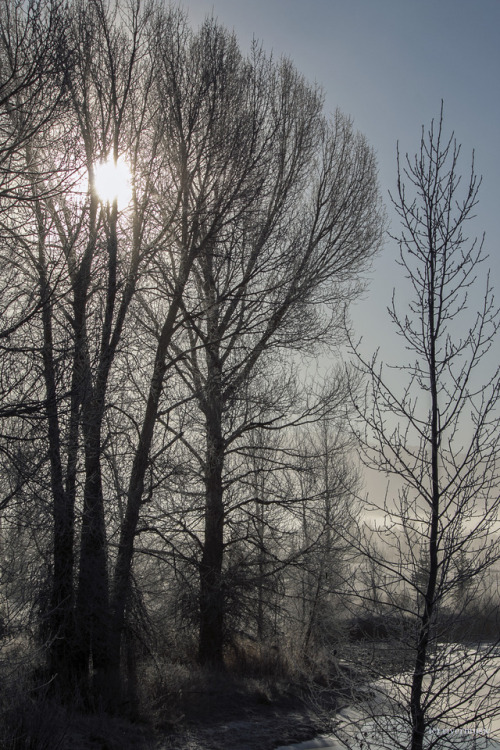 Early Misty Morning near the Mountains: Grand Teton National Park, Wyomingriverwindphotography, Dece