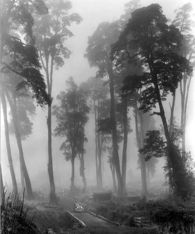 attropin:Trees in Fog, Chile, 1939 by John Swope