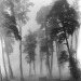 attropin:Trees in Fog, Chile, 1939 by John Swope