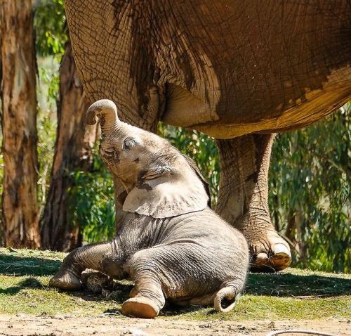 sdzoo:If you thought a new baby elephant would take Zuli out of the limelight, you were wrong. Photo