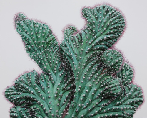 asylum-art-2:  Touchbby Kwangho LeeTouch is a series of hyperreal paintings by Korean artist Kwangho Lee.  the odd thing about cacti is that you actually DO want to touch them,  in all their weird, rubbery, spiky, fluffy glory. you know you  shouldn’t,