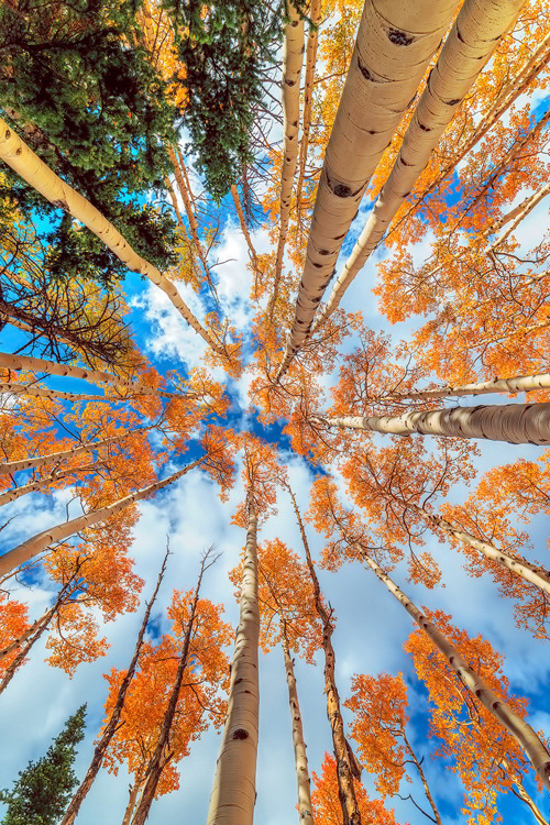 earthyday:Fall Colors by Jesus Shugert