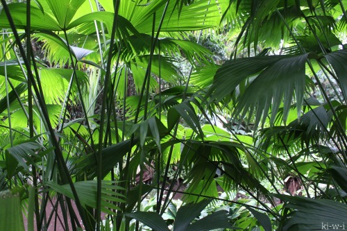 jungle-sorbet: follow jungle-sorbet for more tropical xo ❁❁ Calm and relaxing jungle blog ❁❁