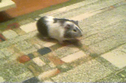 shake those buns!