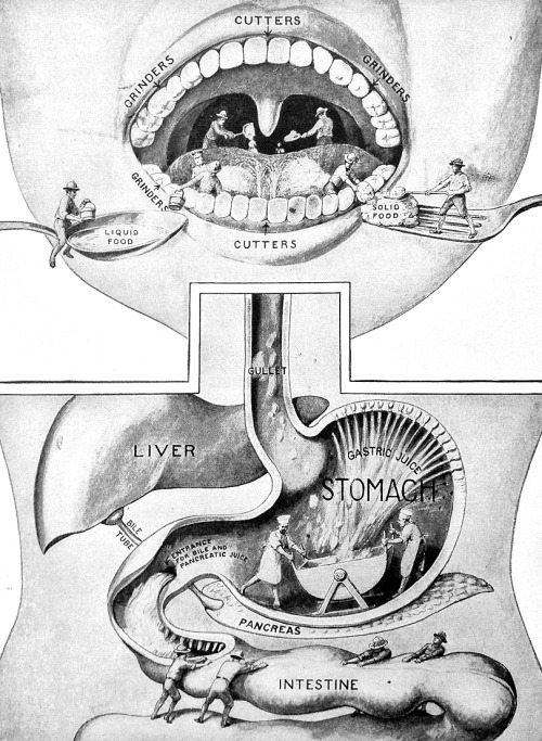 The Body as Army and Navy, Our Wonder World, 1921