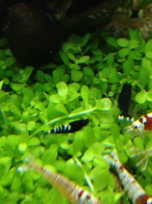 Some updates on my black zebra pinto bee shrimplets.