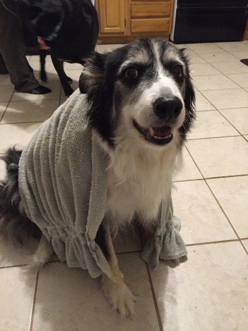 pupdude:he chilly