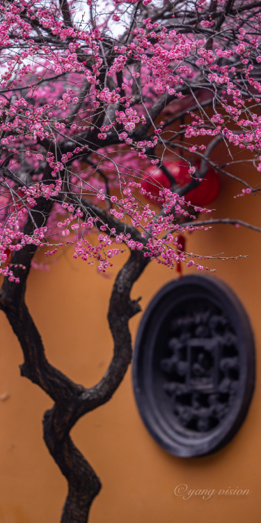 fuckyeahchinesegarden:red plum blossoms, tiefosi铁佛寺, huzhou, zhejiang province by 影像视觉杨